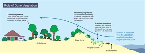 The Role of Sand in Protecting Coastal Areas from Erosion