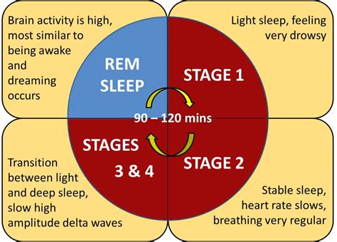 The Role of Sleep Cycles in the Exploration of Lucidity