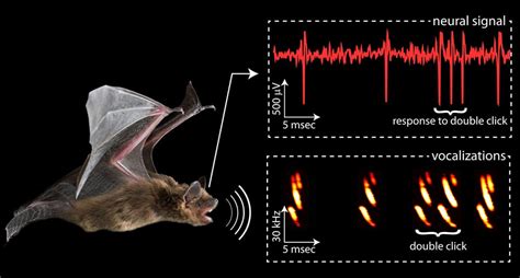 The Role of Social Learning in Bat Communication