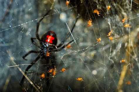 The Role of Spiders in Dreaming: From Weavers of Fate to Manipulators of Destiny