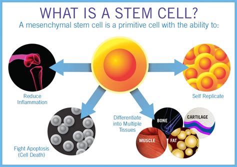 The Role of Stem Cells in Repairing Injuries