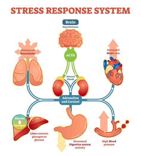 The Role of Stress in the Manifestation of Exclamatory Dreams