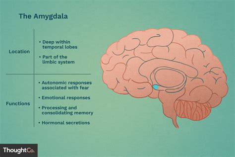 The Role of the Amygdala in Generating Scents within Dreams