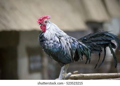 The Rooster: A Symbol of Vigilance and Awakening