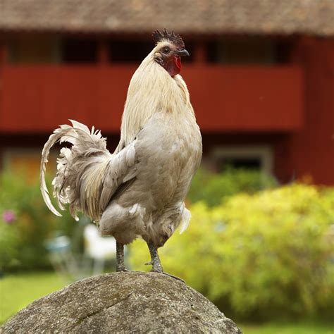 The Rooster as a Symbol of Alertness and Vigilance