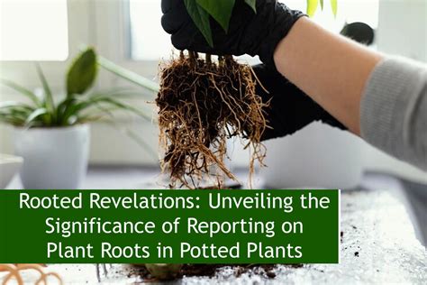 The Rooted Symbolism: Revealing the Profound Significance of Dreams Involving Plant Roots