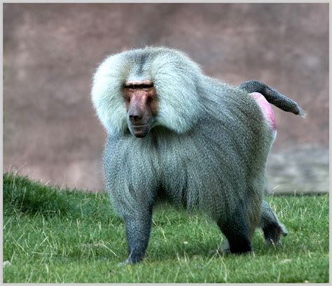 The Rosy Baboon: An Exquisite and Lively Species