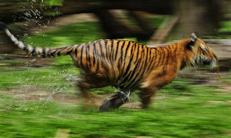 The Running Tiger: A Symbol of Unrestrained Energy and Freedom