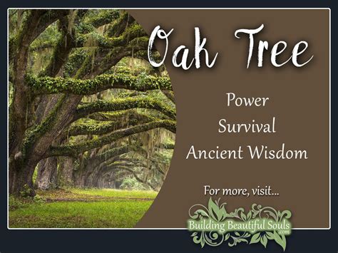 The Sacred Oak Tree: Connecting with Nature and Spirituality