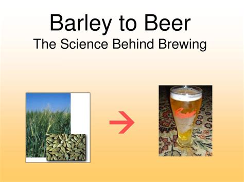 The Science Behind Beer: From Brewing to Consumption