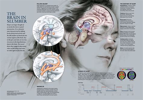 The Science Behind Deciphering Brain Signals During Sleep