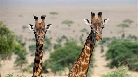 The Science Behind Diminutive Giraffes