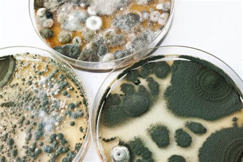 The Science Behind Dreams Related to Mold and Fungi