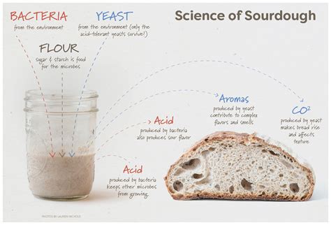 The Science Behind Flour Selection and Its Impact on Dough Quality