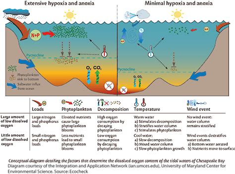 The Science Behind Hypoxia and Dream Formation