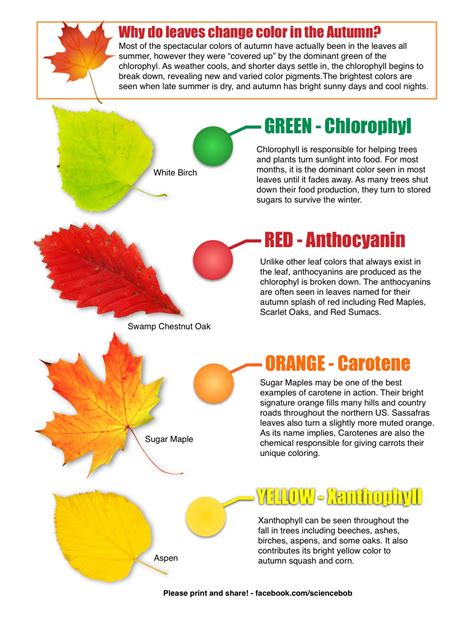 The Science Behind Leaf Coloration: An Insight into the Enigmatic Green Hue