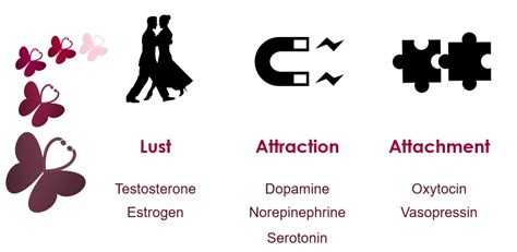 The Science Behind Love: Understanding the Chemical Reactions