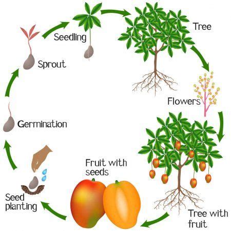 The Science Behind Mango Tree Flowering and Fruit Development