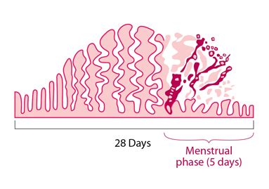 The Science Behind Menstrual Discomfort