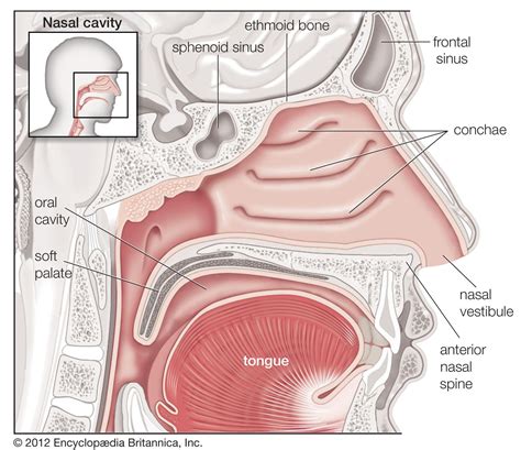 The Science Behind Olfactory Sensations During Sleep