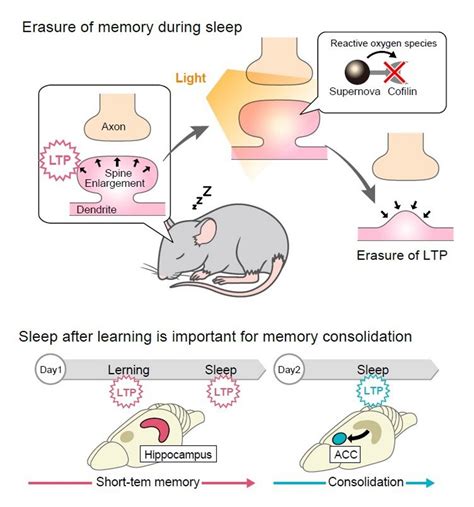 The Science Behind Revisiting Memories During Sleep