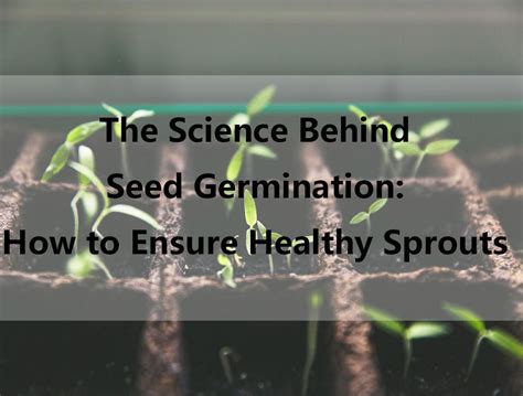 The Science Behind Seed Germination