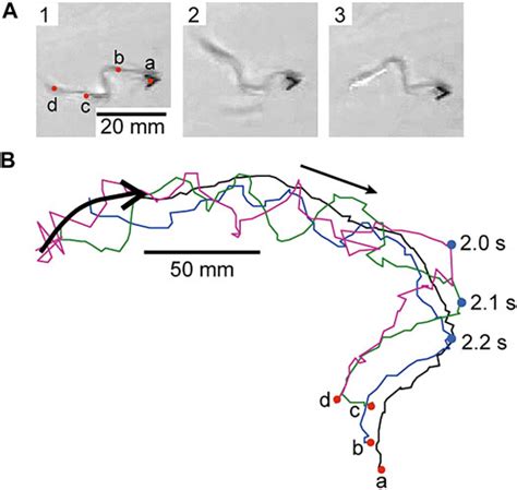 The Science Behind Self-Propelled Motion