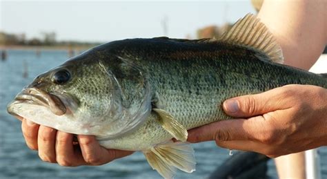 The Science Behind Successful Angling: Understanding Fish Behavior