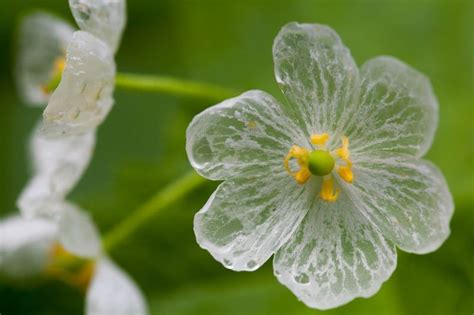 The Science Behind the Formation of Rainflower Petals