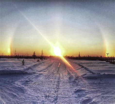 The Science Behind the Spectacular Multicolored Canine Phenomenon