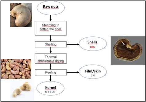 The Science behind Cashew Nut Development