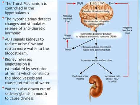 The Science behind Phantom Thirst: Understanding the Mechanisms