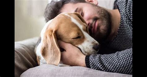 The Science behind the Connection between Humans and Slumbering Canines