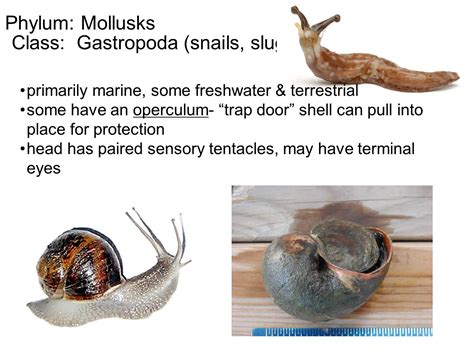 The Science behind the Snail's Characteristics