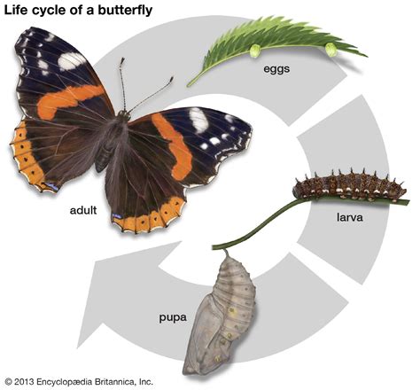 The Science of Metamorphosis: Exploring the Physical Transformation of Animals