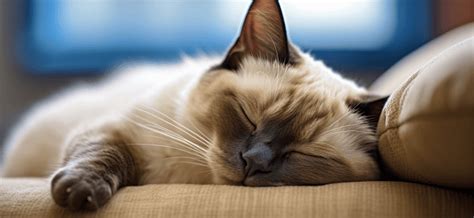 The Science of Napping: Enhancing Efficiency and Performance