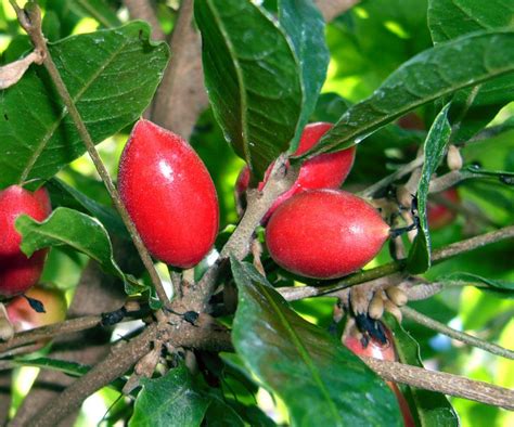 The Science of Sweet and Sour: Tangy Secrets of Lime Flavor