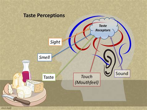 The Science of Taste Perception