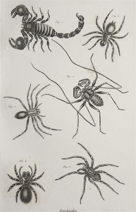 The Scientific Exploration of the Origins of Arachnid-Related Fantasies