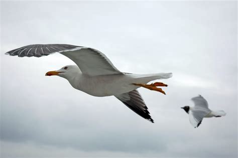 The Seagull's Versatility and Tenacity: Valuable Lessons from Nature's Emblem