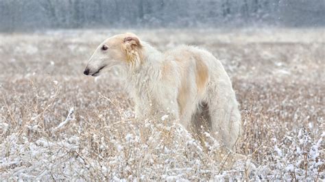 The Secret World of Miniature Breeds: Discovering the Rare and Unique