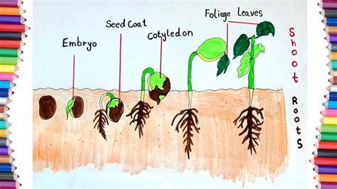 The Secrets Behind Seed Development: Deciphering the Science of Flourishing