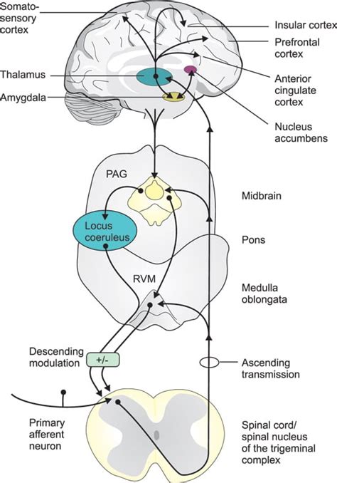 The Sensation of Descending