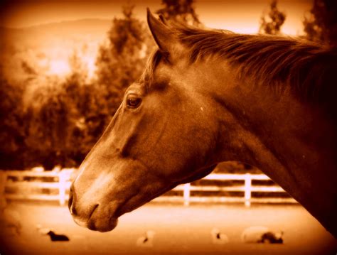 The Sensory Delight: Unveiling the Vivid Imagery within Equine Reveries