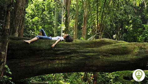 The Serenity of Forest Bathing: Engage in the Tranquil Presence of Trees