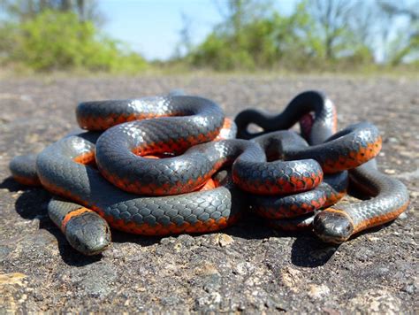 The Serpent's Snare: Unlocking the Symbolic Power of Snakes in Dream Interpretation