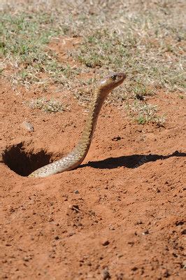 The Serpent Emerging from a Burrow: A Prophecy of Transformation