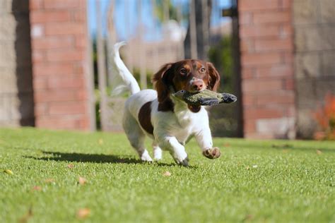 The Shared Delight: Why Canines Adore Engaging in Fetch with Their Companions