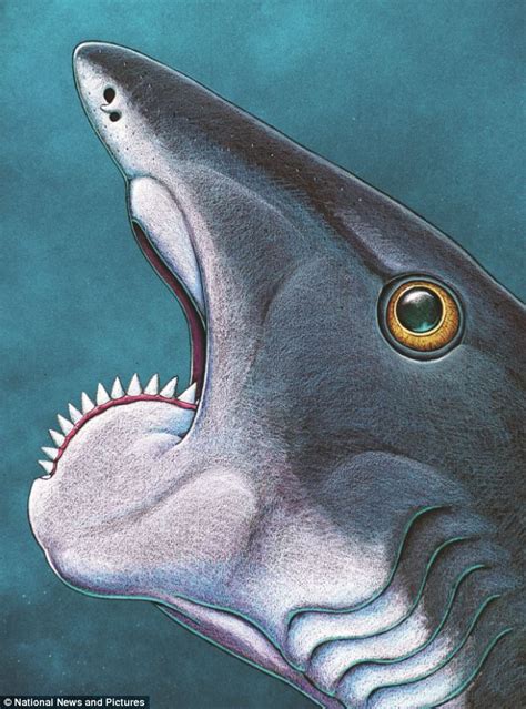 The Shark as an Ancient Force: Revealing its Symbolic Significance