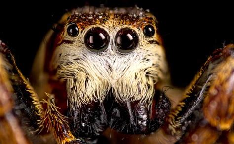 The Significance and Analysis of Reoccurring Arachnid Visions